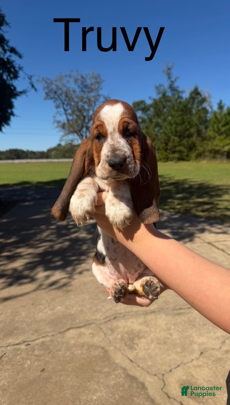 Basset Hound dogs for sale: Truvy - Ad 2