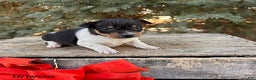 Rat Terrier dogs for sale: Marley - Ad 3