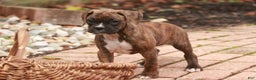 Boxer dogs for sale: Elsie - Ad 8