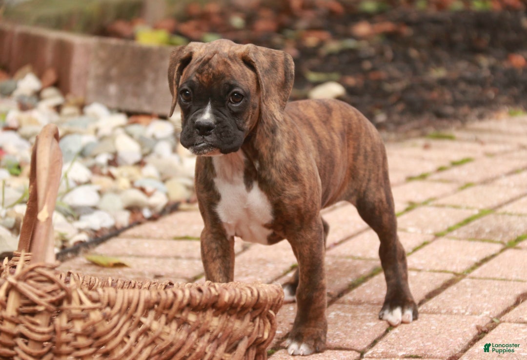 Boxer dogs for sale: Elsie - Ad 8