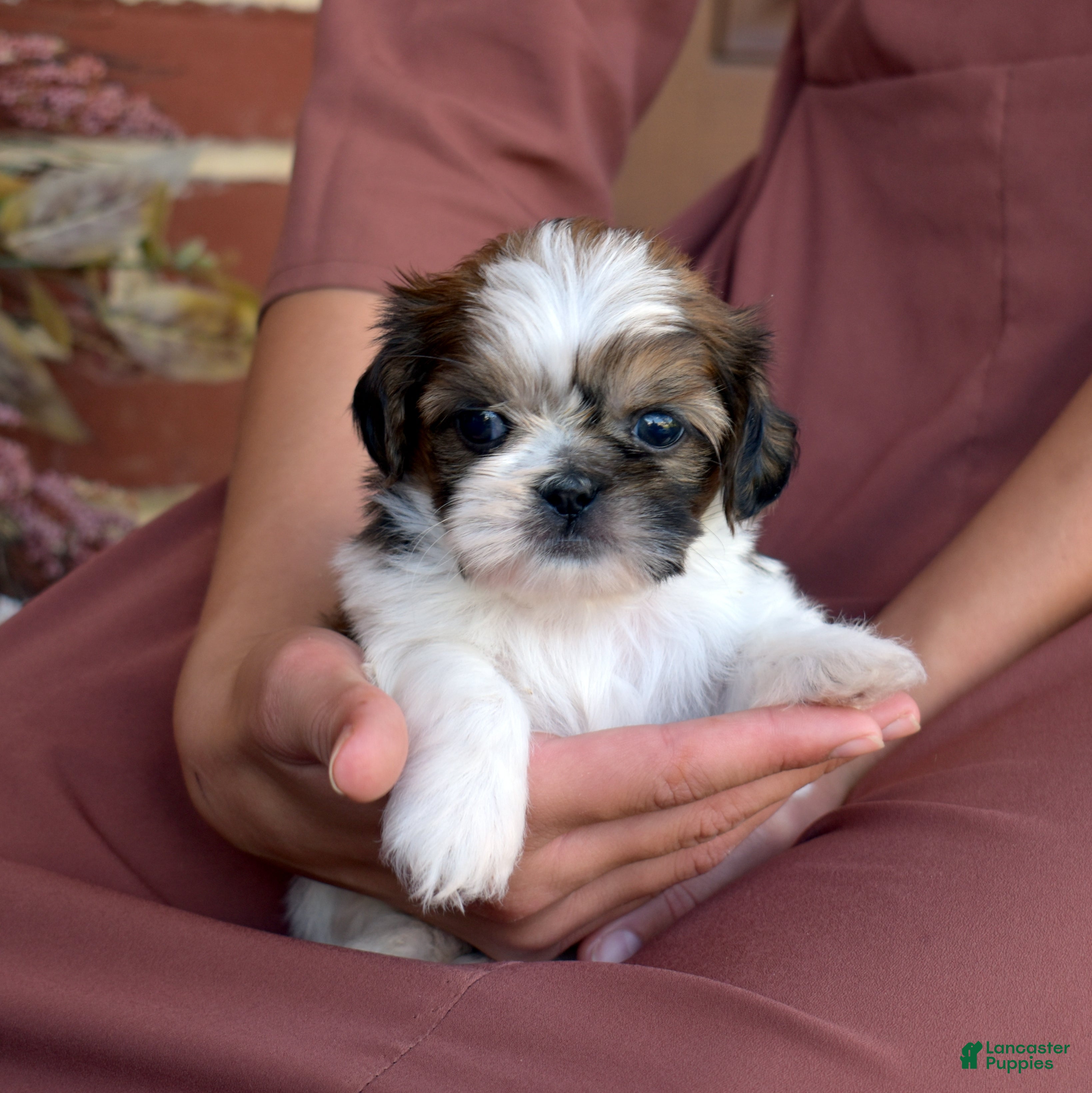 Shih Tzu dogs for sale: Biscuit - Ad 1