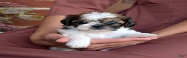Biscuit