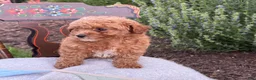 Toy Poodle dogs for sale: Grace - Ad 11