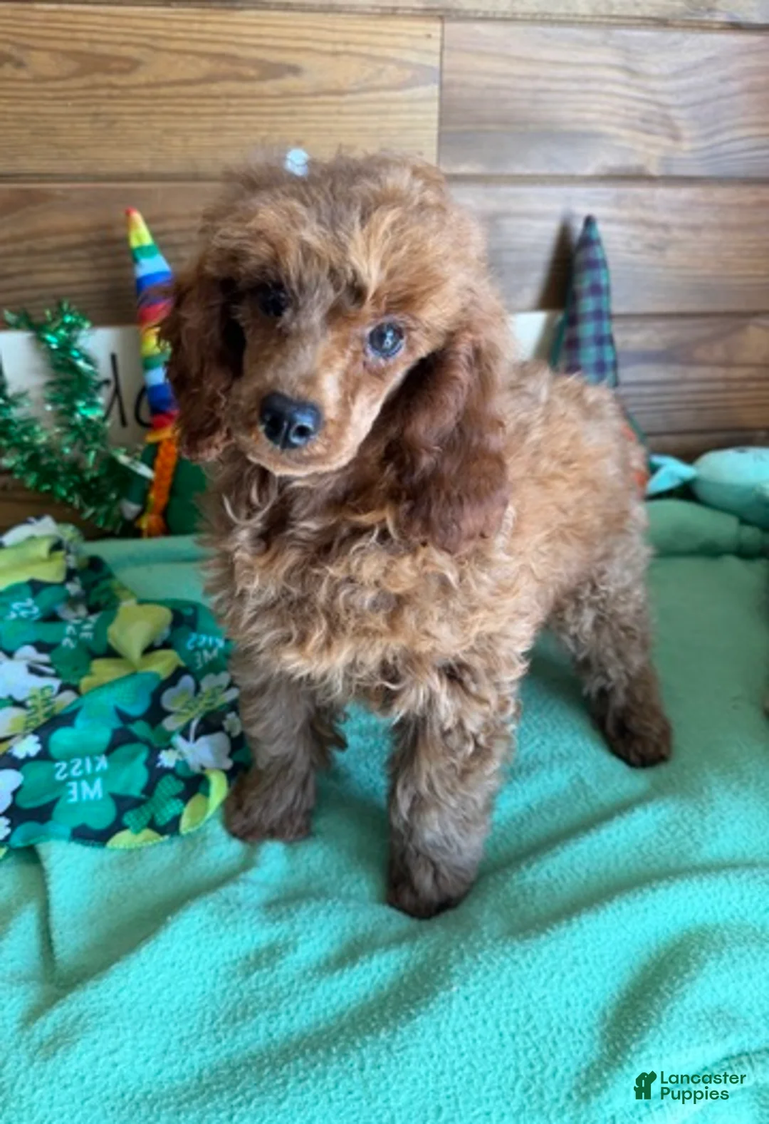 Toy Poodle dogs for sale: Prissy - Ad 4