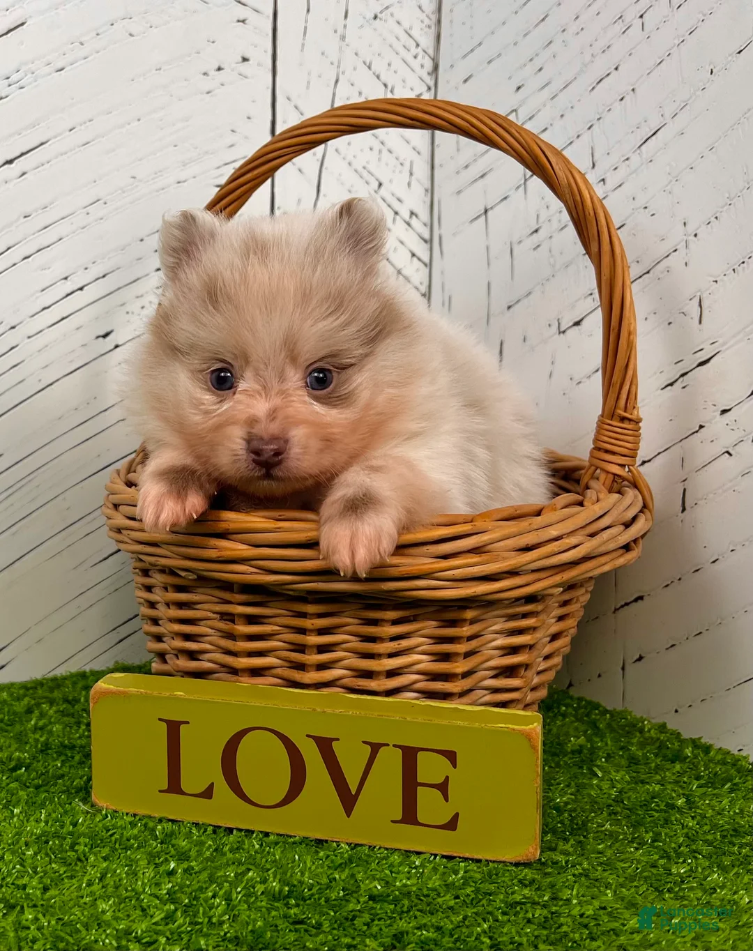 Pomeranian dogs for sale: Smarty Lavender Merle - Ad 7