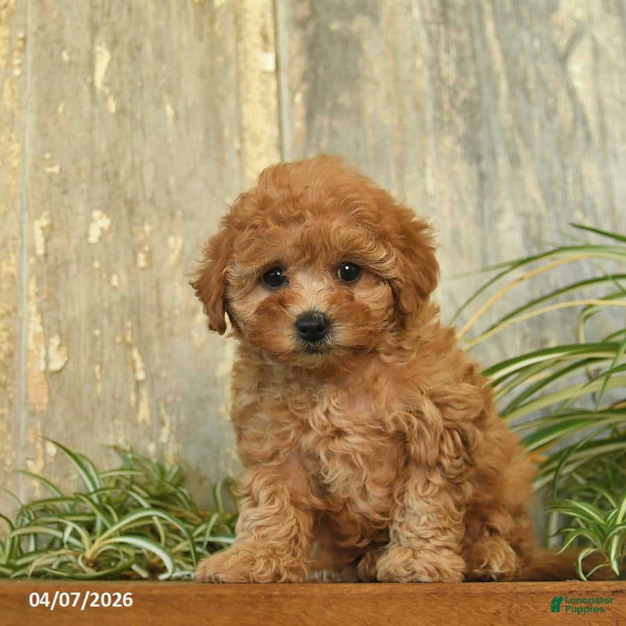 Maltipoo dogs Daisy  - Ad 2