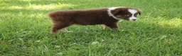 Australian Shepherd dogs for sale: Shelby - Ad 3