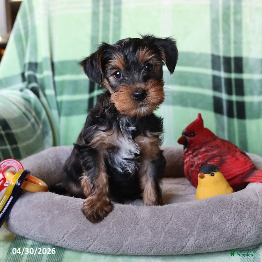 Yorkshire Terrier dogs Pip  - Ad 1