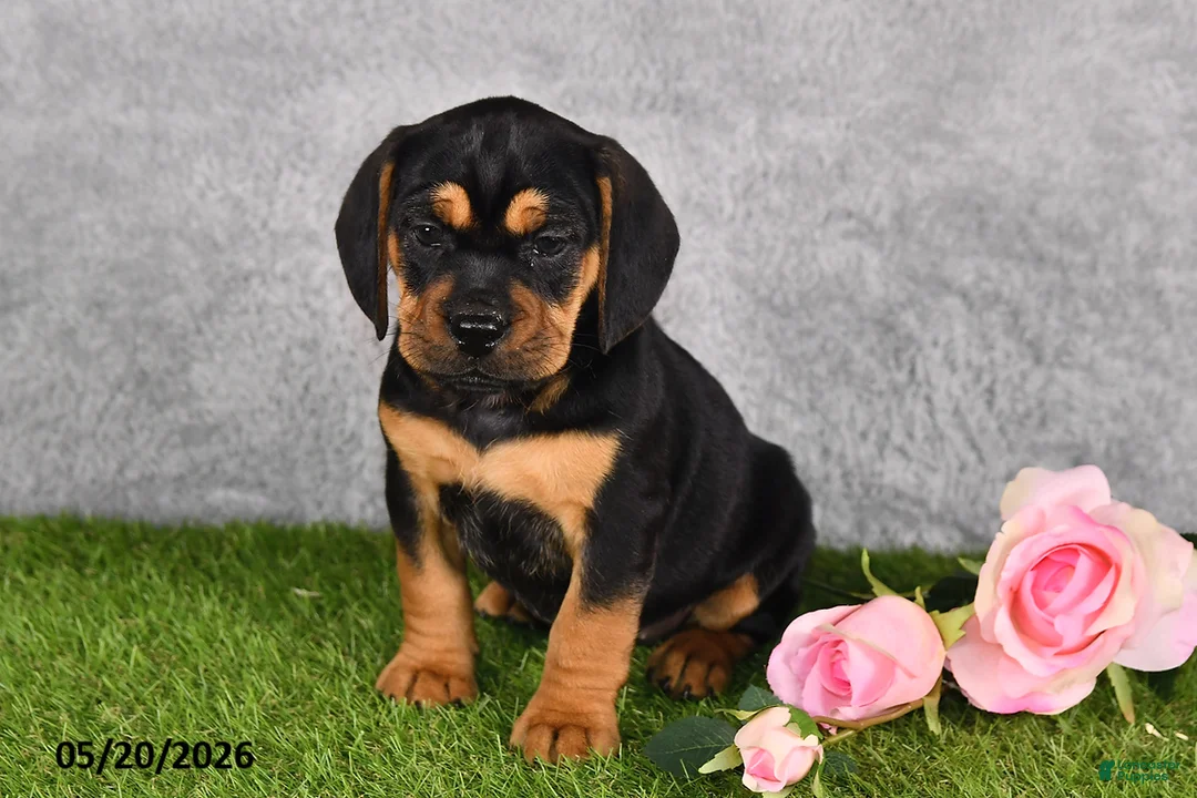 Beabull dogs for sale: Trixie - Ad 1