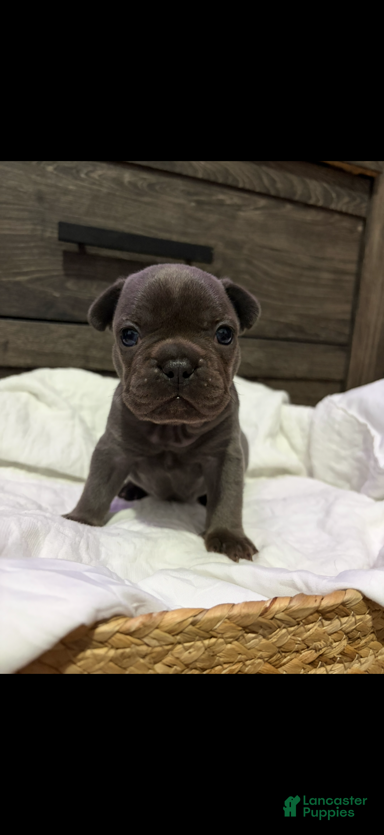 French Bulldog dogs French Bulldog Puppy 1 - Ad 7
