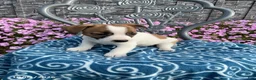 Jack Russell Terrier dogs for sale: Denver - Ad 3