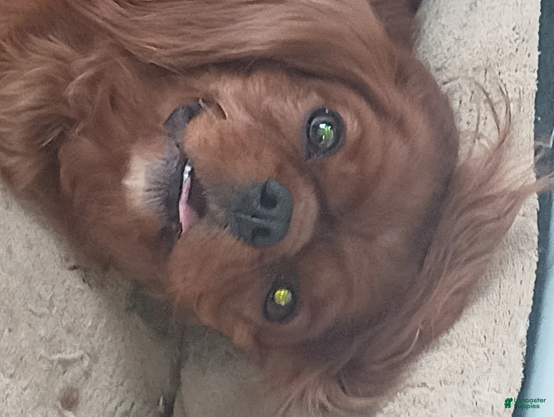 Cavalier King Charles Spaniel dogs for sale: Cavalier King Charles Spaniel Puppy 1 - Ad 1