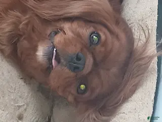 Cavalier King Charles Spaniel dogs for sale: Cavalier King Charles Spaniel Puppy 1 - Ad 2