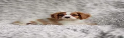 Cavalier King Charles Spaniel dogs for sale: Cavalier King Charles Spaniel 1 - Ad 2