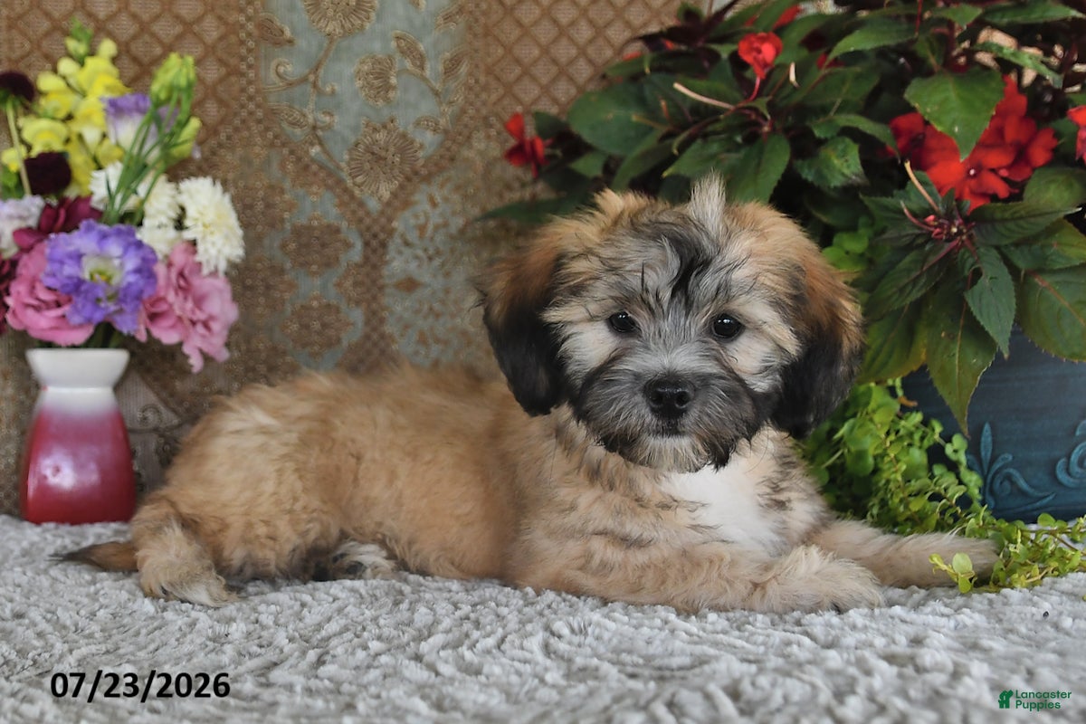 Teddy Bear dogs Diesel - Ad 2