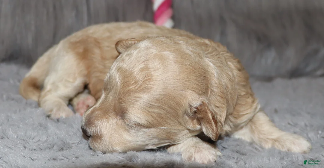 Havapoo dogs for sale: Apple Toy Size👨‍👨‍👦‍👦💞🐕 - Ad 32