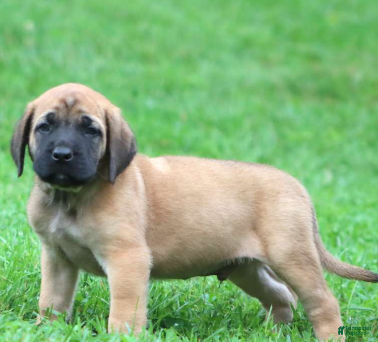 English Mastiff dogs Big Ben - Ad 2