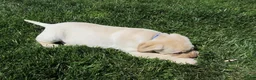 Labrador Retriever dogs for sale: Labrador Retriever Puppy 1 - Ad 2