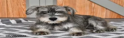 Miniature Schnauzer dogs for sale: Martha - Ad 3