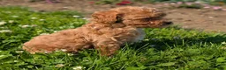 Toy Poodle dogs for sale: Marmalade - Ad 3