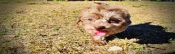 Havapoo dogs for sale: Porsha - Ad 18