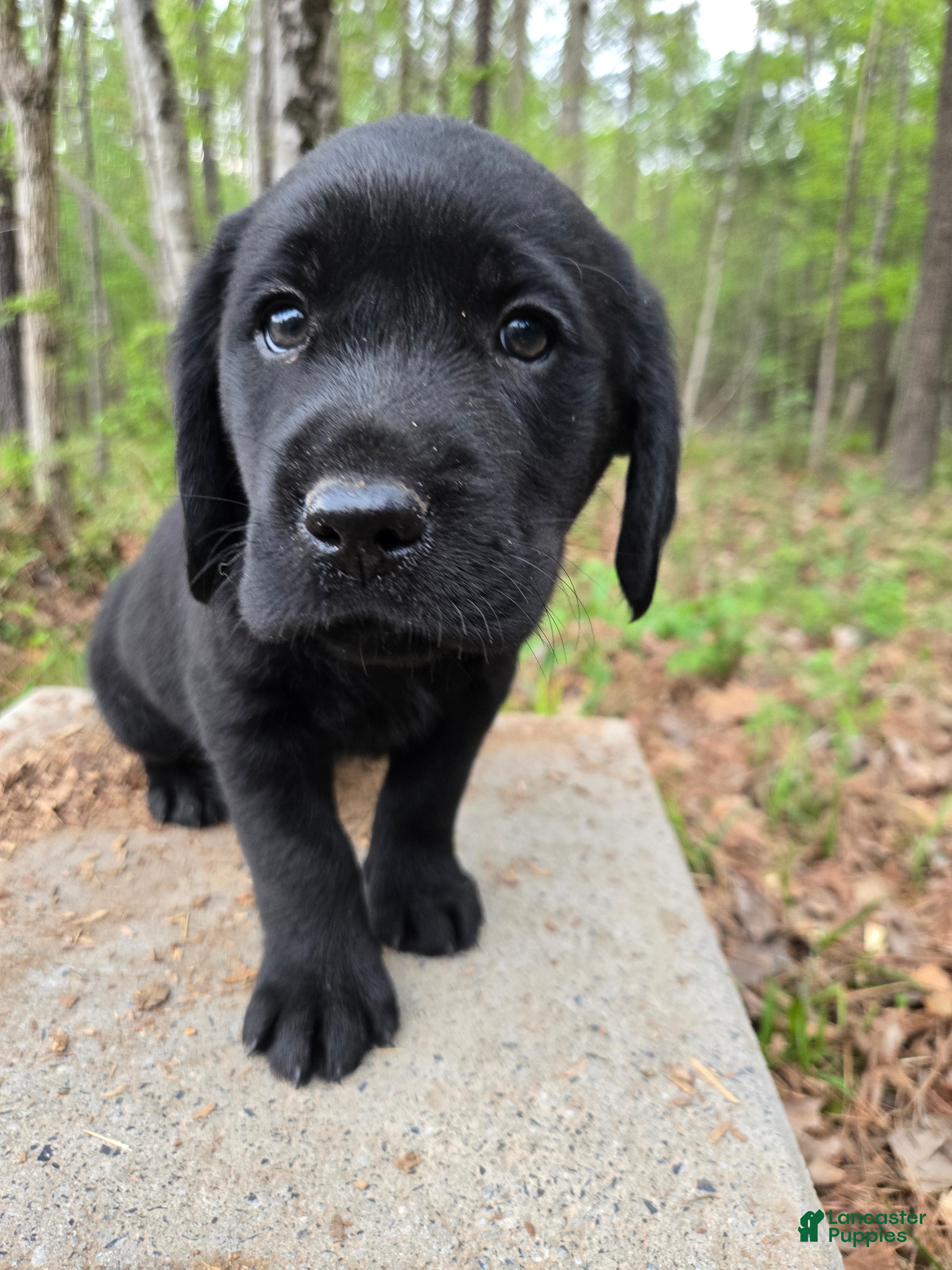 Goldador dogs Light green collar male - Ad 5