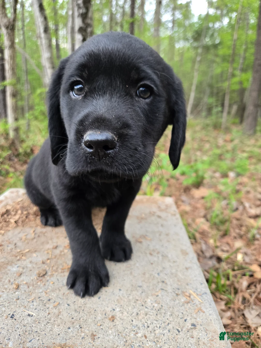 Goldador dogs for sale: Light green collar male - Ad 1