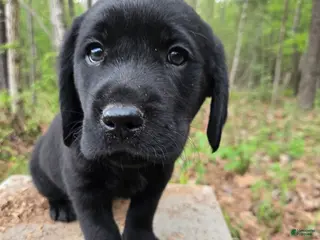 Goldador dogs Light green collar male - Ad 5