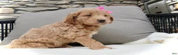 Mini Goldendoodle dogs for sale: Chloe - Ad 7