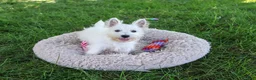 West Highland Terrier dogs for sale: Bonnie - Ad 6