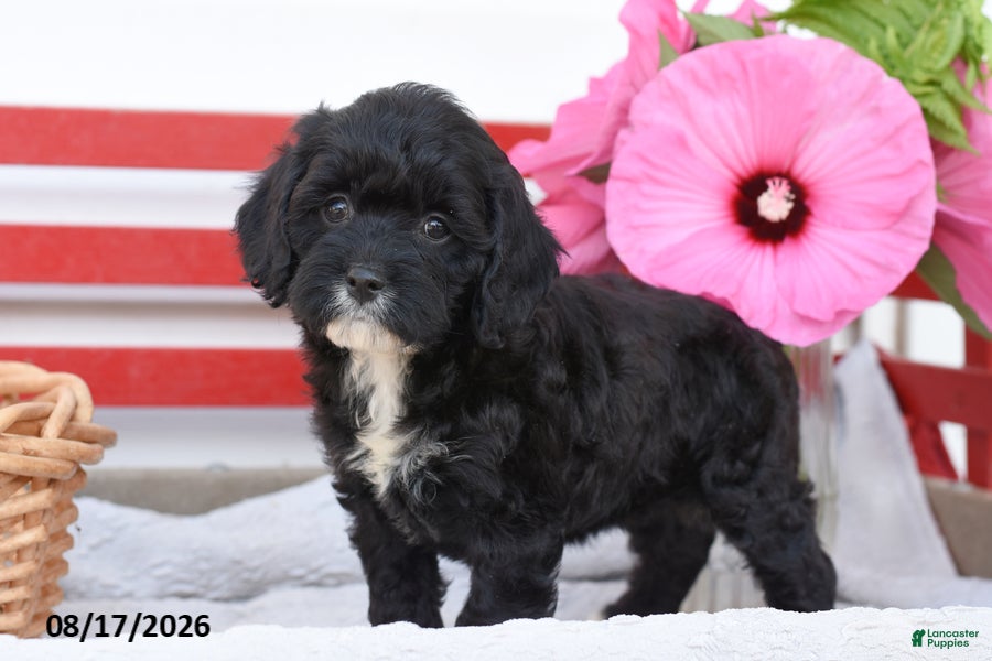 Cockapoo dogs Skye - Ad 1