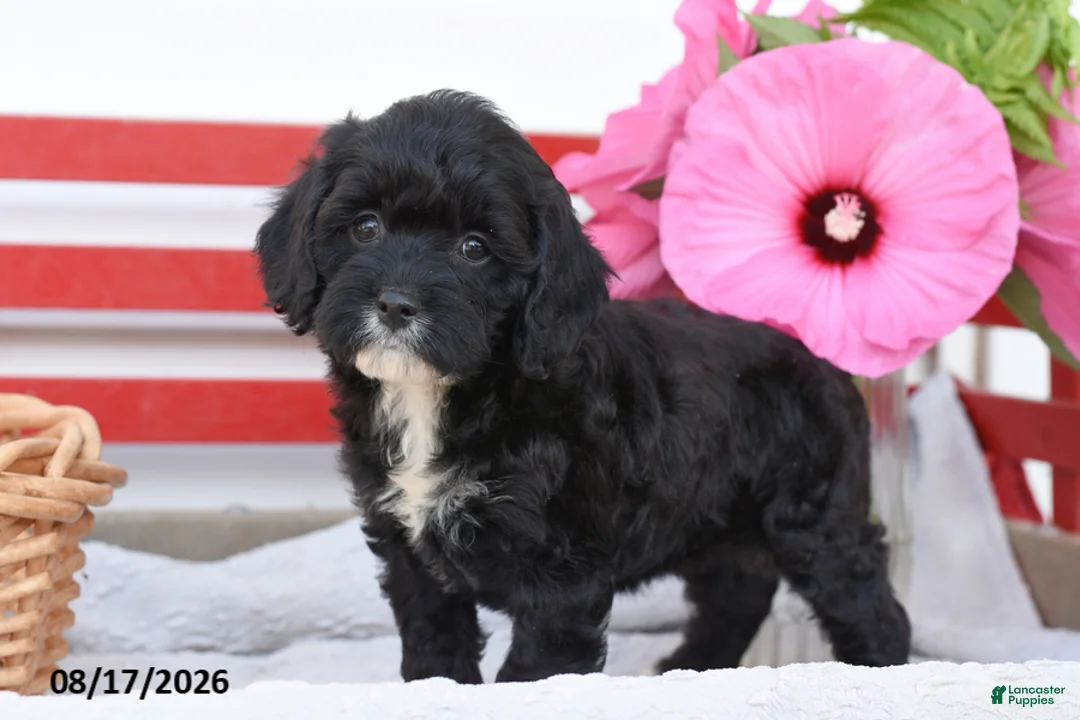 Cockapoo dogs for sale: Skye - Ad 1