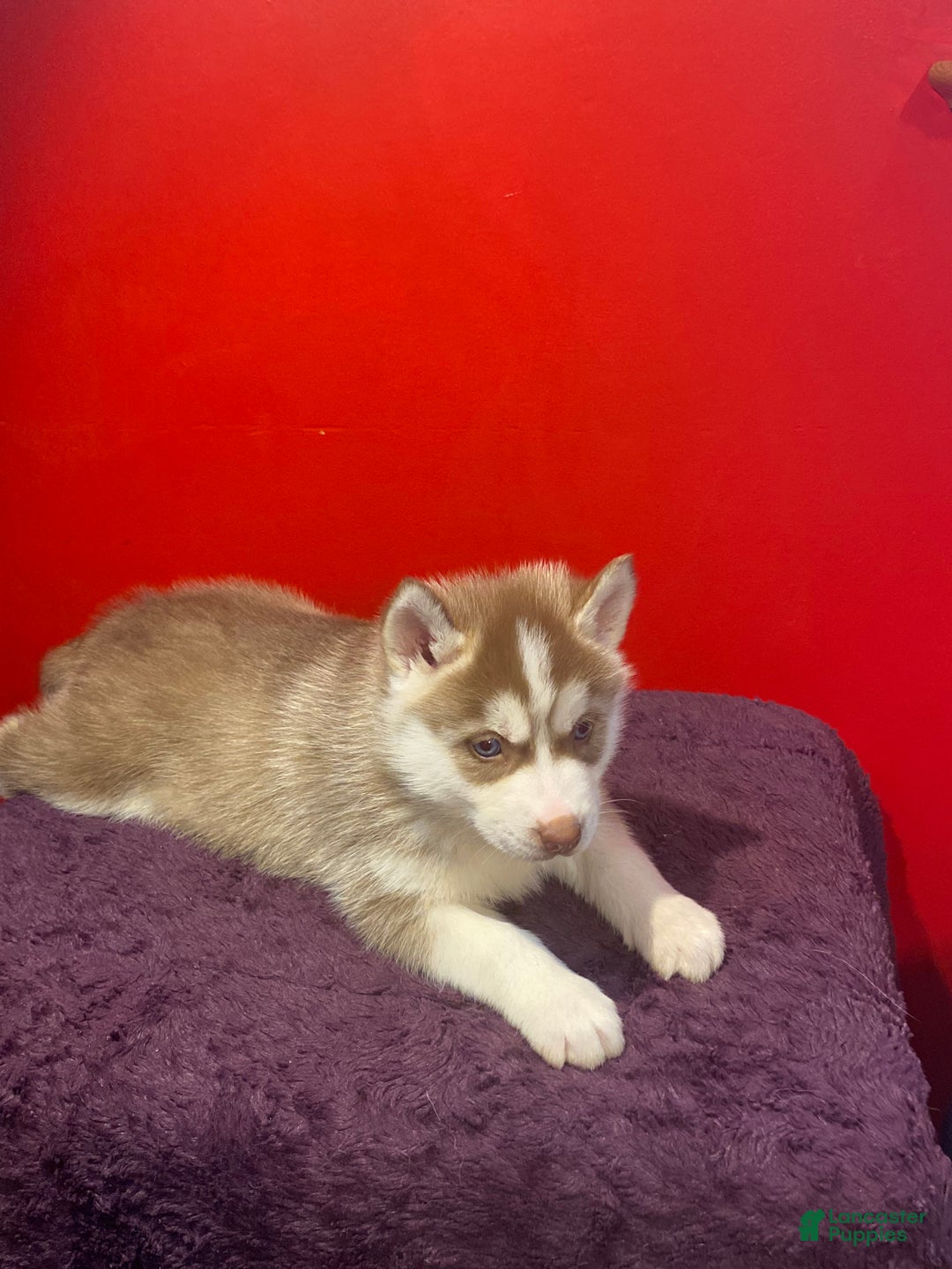 Siberian Husky dogs for sale: Oscar - Ad 7