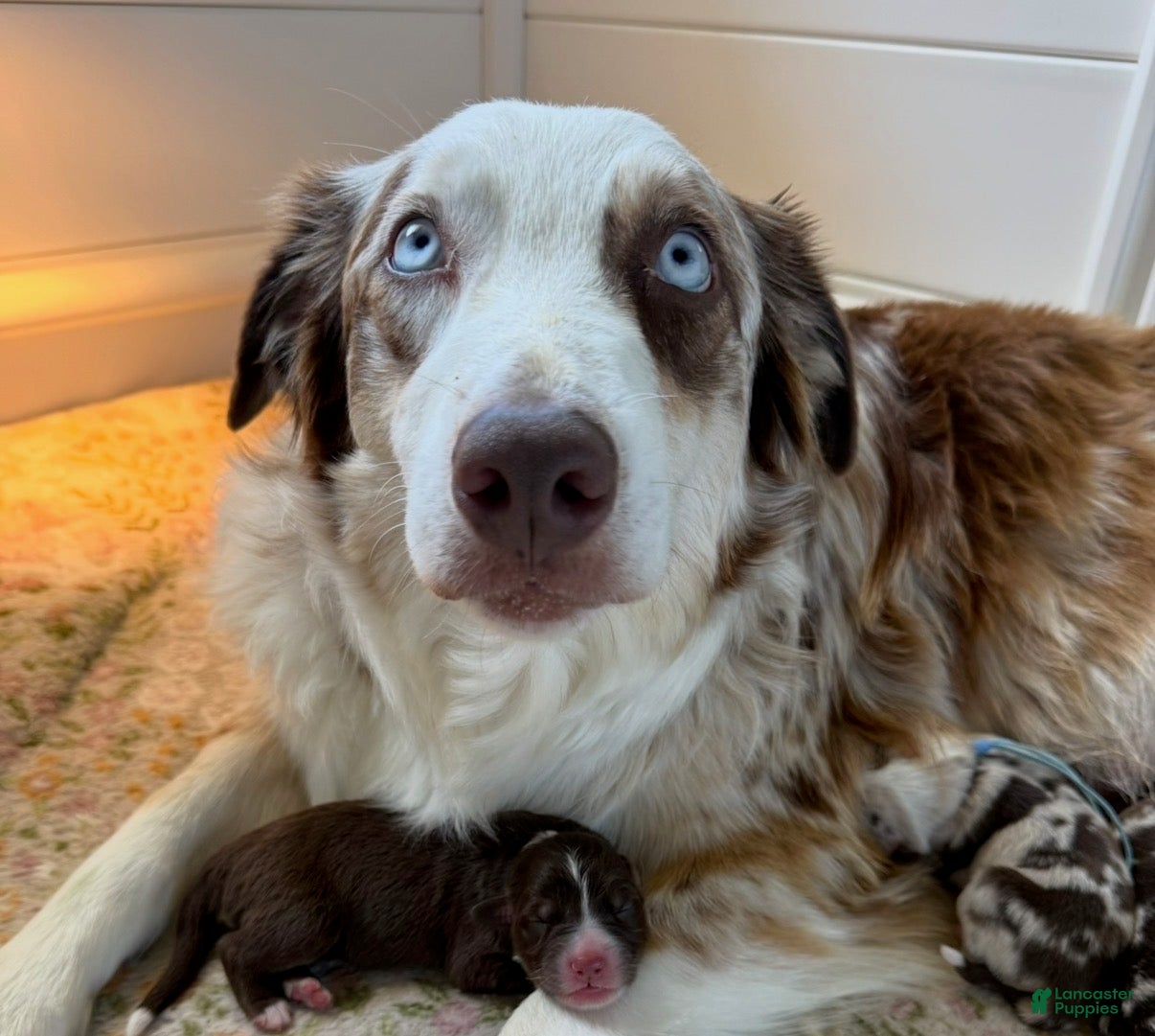 Australian Shepherd dogs Waffles — Male - Ad 2