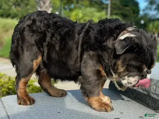 English Bulldog dogs Dad - Ad 16