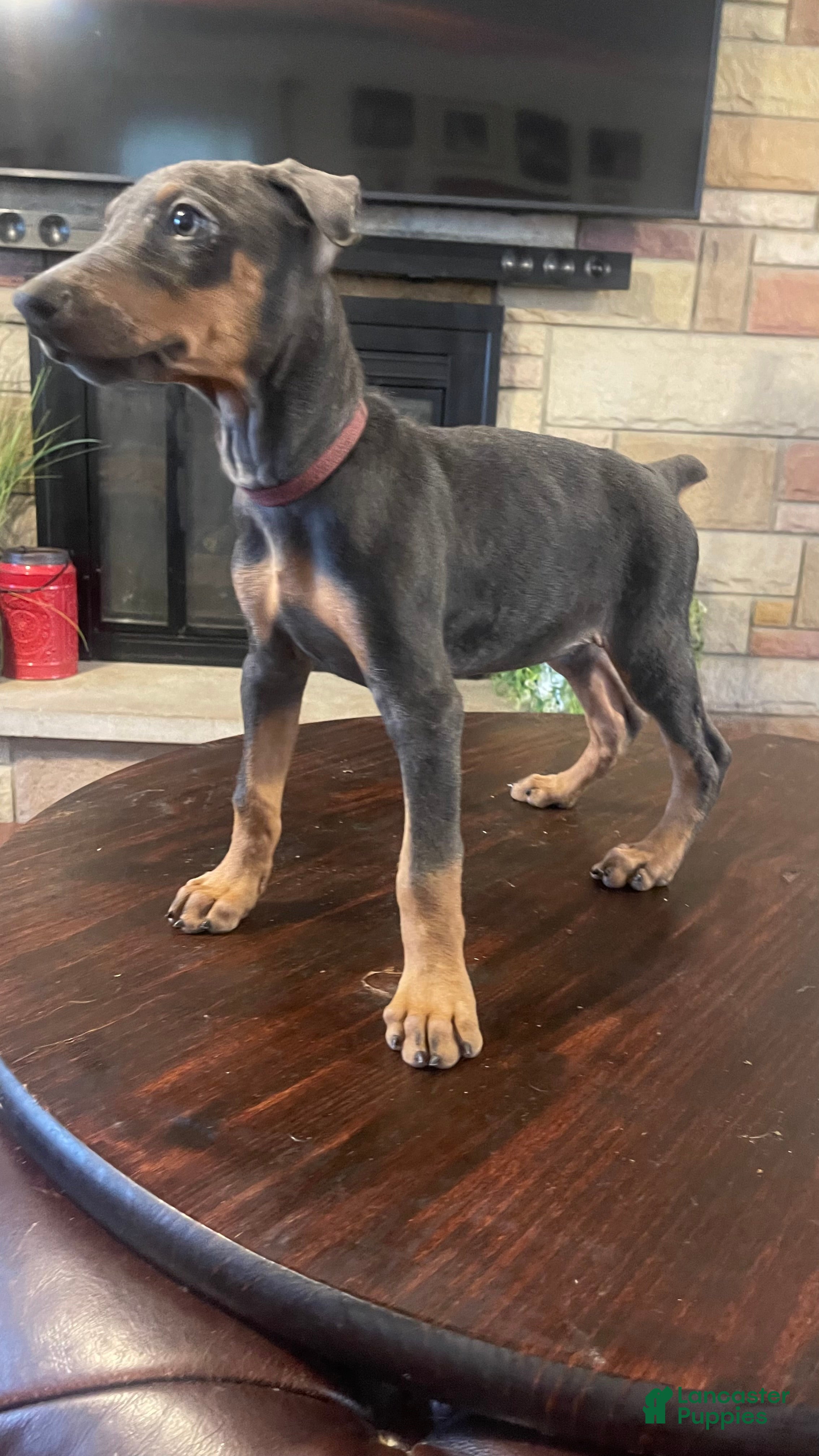 Doberman Pinscher dogs Pheonix - Ad 1