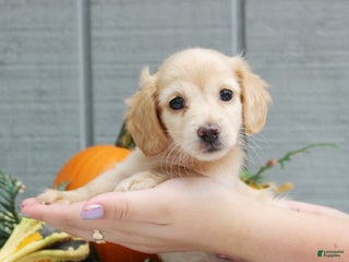 Dachshund dogs - Ad 40