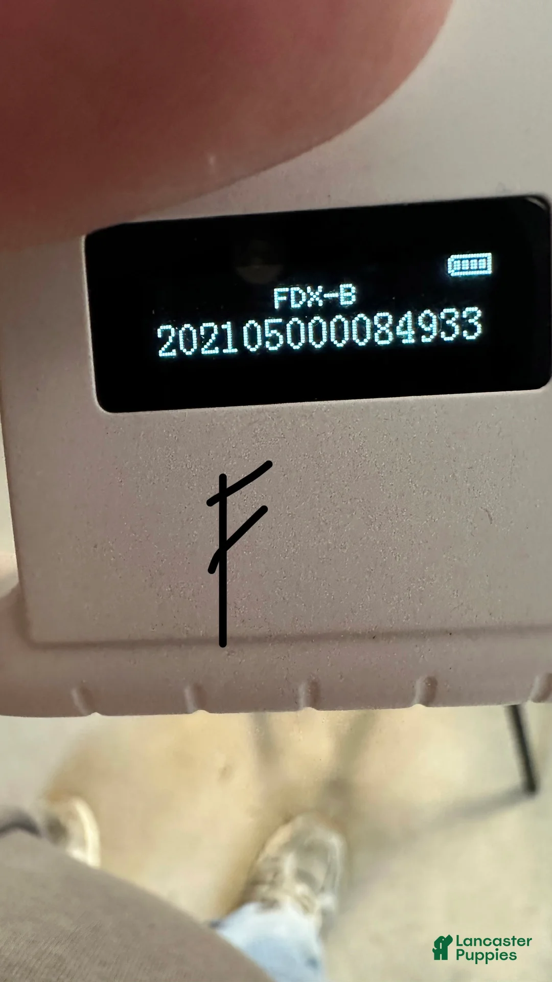 Cavapoo dogs for sale: Girl Dotty - 4936 - Ad 7