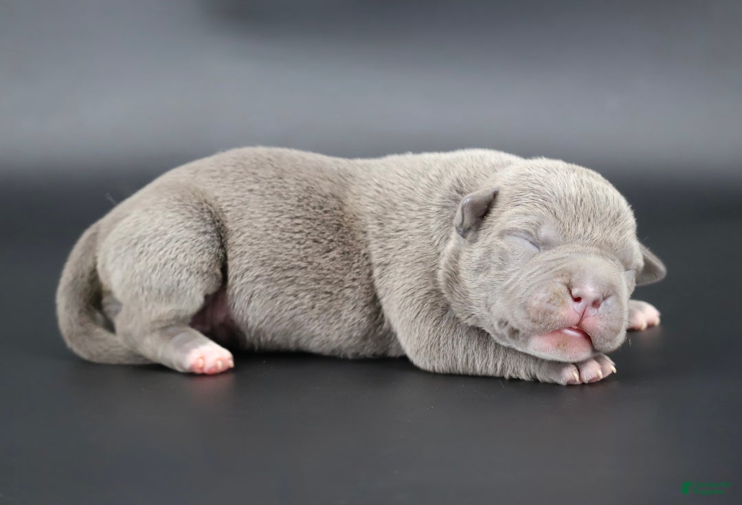 American Bully dogs for sale: Unity - Ad 1