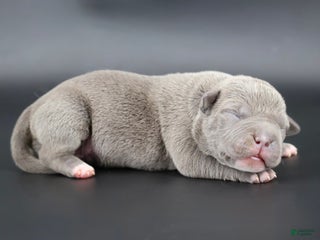 American Bully dogs Unity - Ad 35