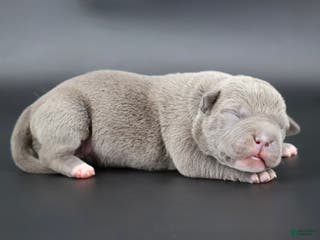 American Bully dogs Unity - Ad 30