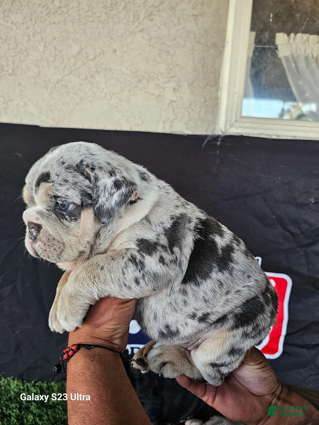 English Bulldog dogs for sale: PEBBLES-LILAC TRI MERLE MICRO IN LA, CA - USA DELIVERY OPTIONS - Ad 2