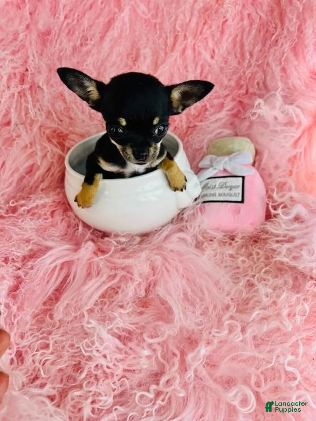 Chihuahua dogs for sale: Chihuahua 1 - Ad 2