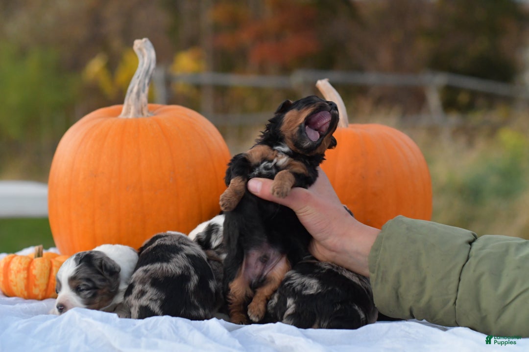 Mini Aussiedoodle dogs for sale: Grizzly - Ad 8