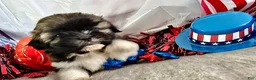 Shih Tzu dogs for sale: Zane - Ad 8