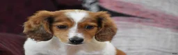 Miniature Dachshund dogs for sale: Cosmo - Ad 15
