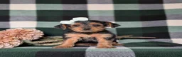 Yorkiepoo dogs for sale: Kalima - Ad 1