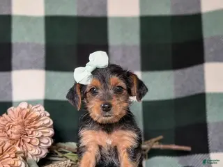 Yorkiepoo dogs for sale: Kalima - Ad 4