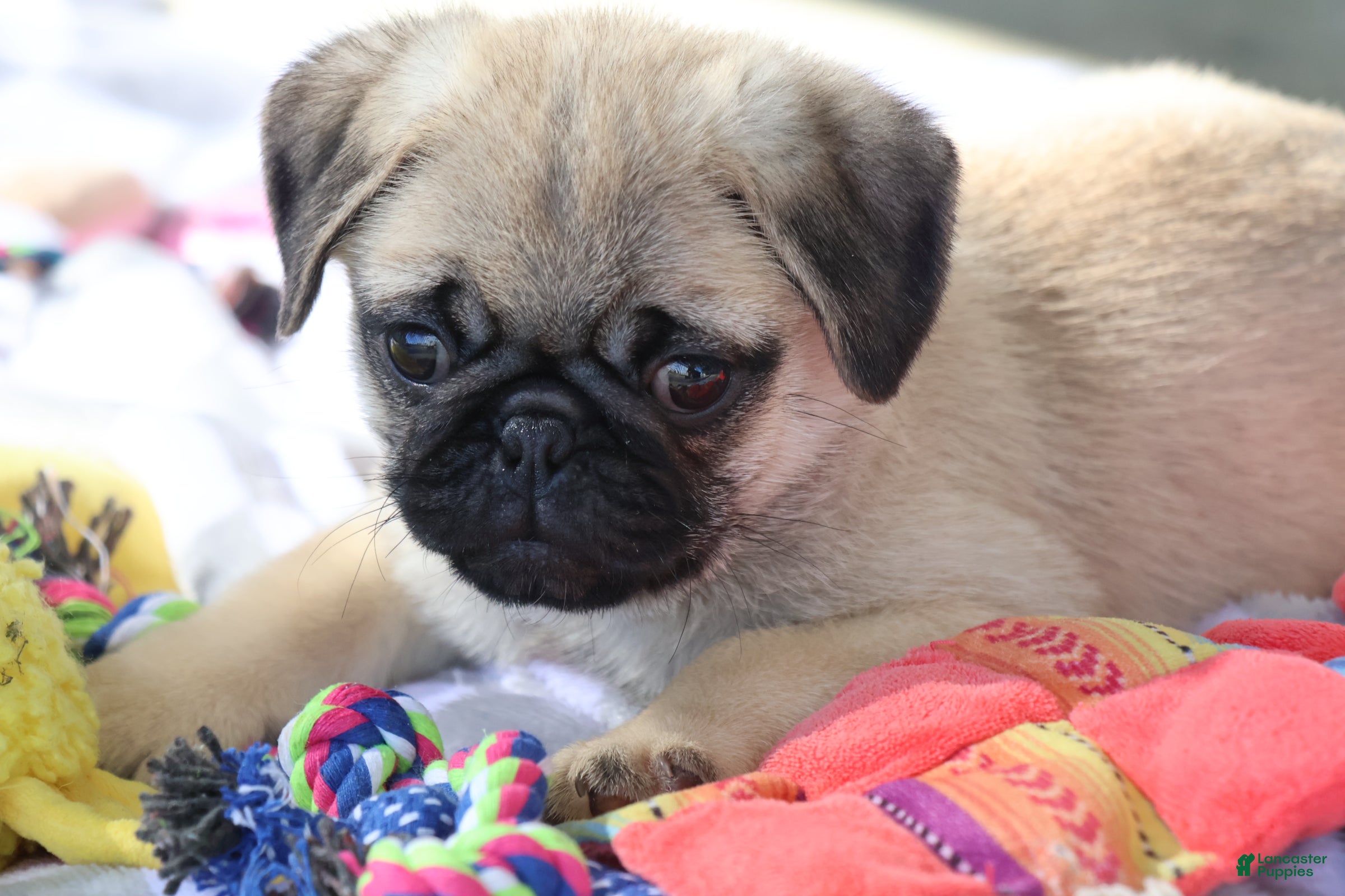 Pug dogs Monty - Ad 1