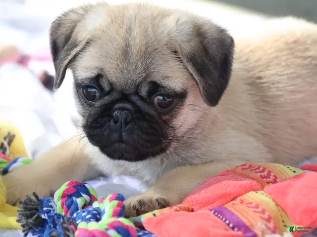 Pug dogs Monty - Ad 1